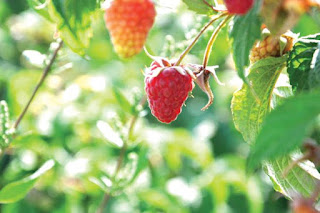 Strawberry fields under a hot July sun