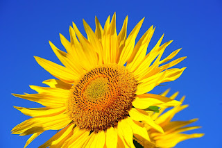 Field of sunflowers swaying gently in the breeze