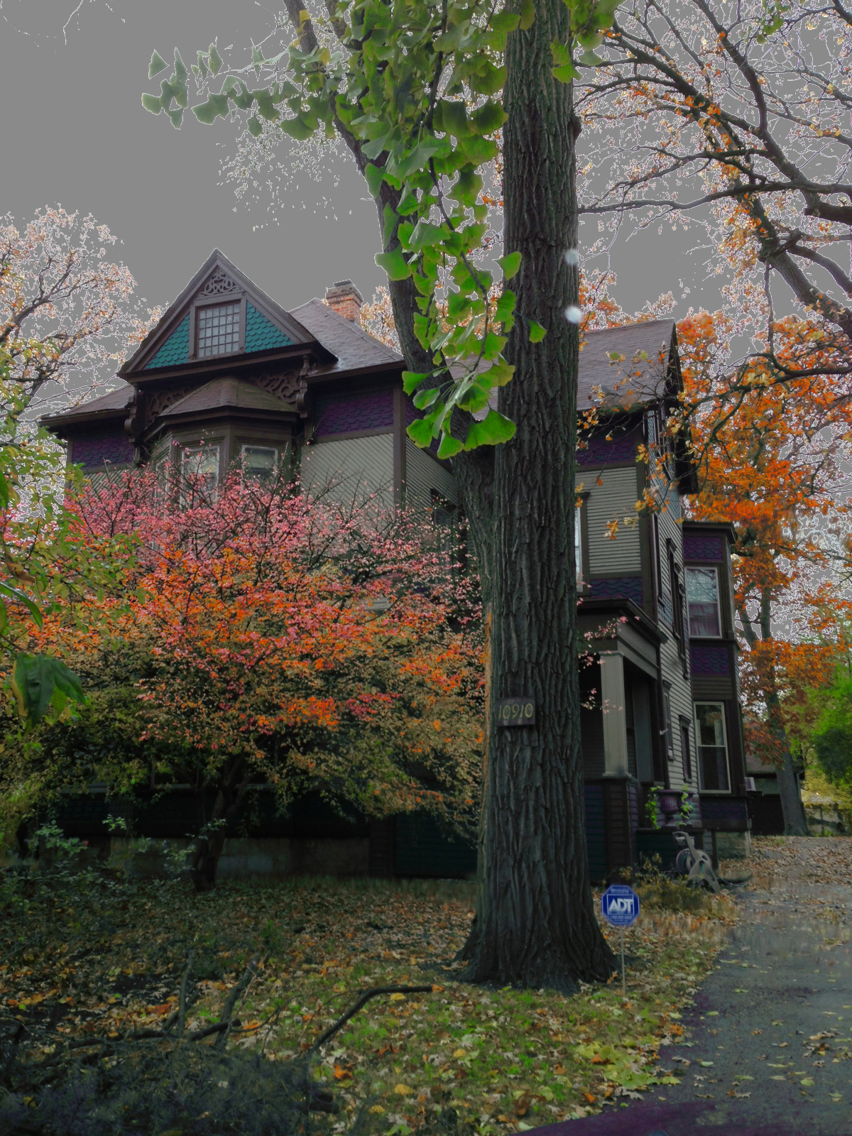 Aging blue spruce tree in a fall yard