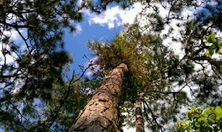 View of pine trees and distant office buildings from a parking lot
