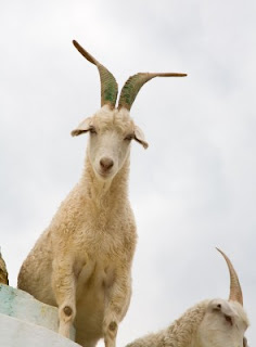 Goat climbing a rocky mountain slope
