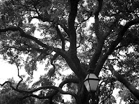 Willow reed craft sailing under grey spring skies