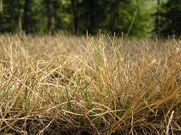 Sunflowers and soft grass in late summer sunlight