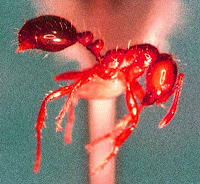 Brown dog lying on grass with ants nearby