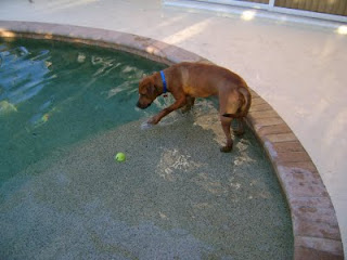Rocket happily entering his crate at night