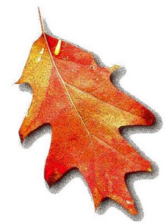 Pumpkins arranged by a poolside in autumn
